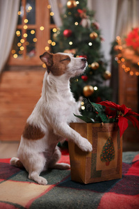 狗杰克罗素猎犬假期，圣诞节