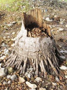 树桩 破裂 岩石 古老的 木材 摧毁 地面 失事