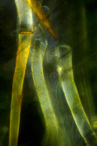 毛蕊花叶毛的抽象极化显微照片。