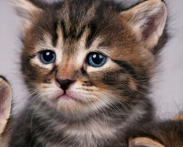 可爱的小猫照片