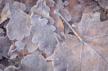 落叶在霜冻下