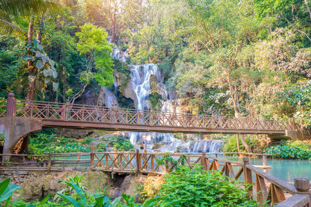 放松 丛林 泻湖 小溪 森林 生长 落下 风景 植物 天堂