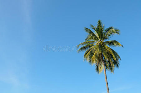 绿松石 旅游业 假期 自然 浪漫的 美丽的 风景 棕榈树