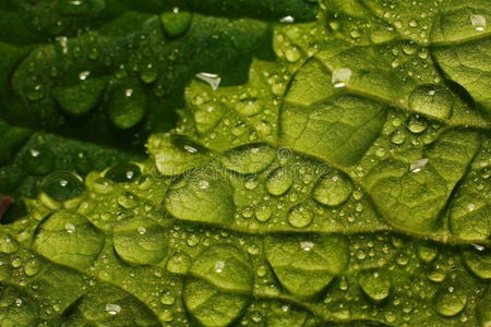 绿色植物茎叶上水滴(露水)的宏观照片.照片