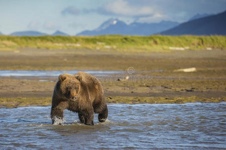 悬崖 灰熊 动物 钓鱼 阿克托斯 科迪亚克 阿拉斯加 卡特迈