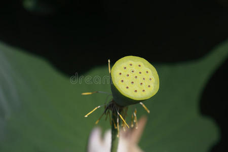 春天 美丽的 美女 夏天 植物区系 莲花 盛开 植物学 开花