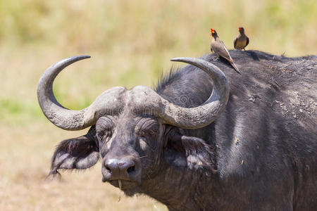 非洲水牛，黄嘴啄牛