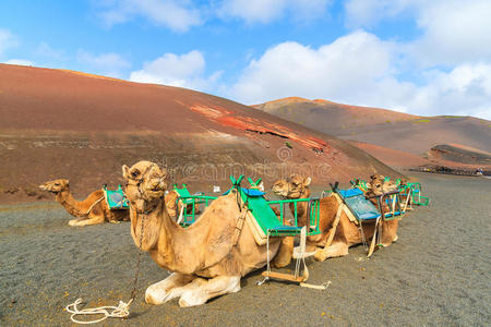 蒂曼法亚国家公园的骆驼