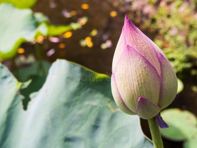 莲花花蕾