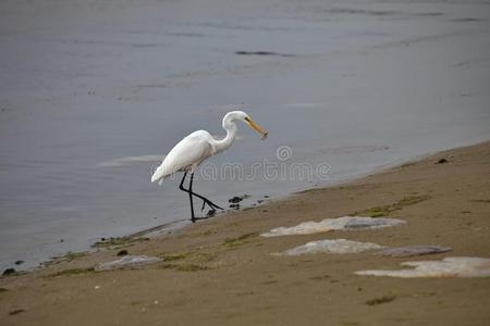 钓鱼 肖像 海洋 自然 野生动物 萨尼贝尔 秘鲁 白鹭 羽毛