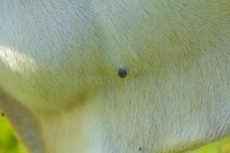 [医]牛蜱,方头蜱;照片