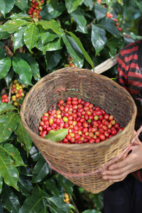培养 浆果 阿拉比卡咖啡 厄瓜多尔 生态学 照顾 农业 农场