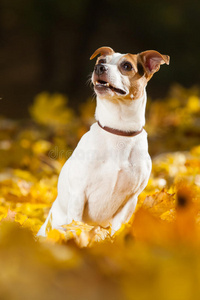 惊人的杰克罗素猎犬在秋天
