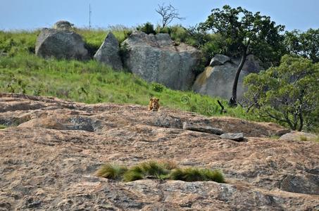 国家的 日出 捕食者 游猎 灌木 自然 岩石 旅行 野生动物