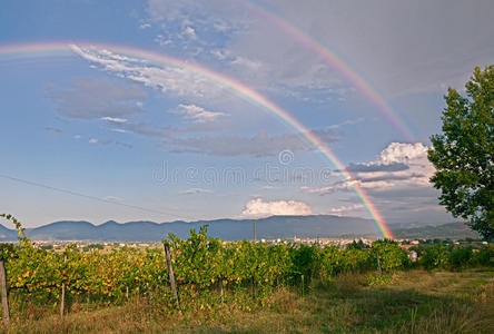 意大利葡萄园上空的彩虹