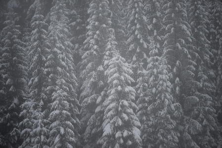 圣诞常青松树覆盖着新鲜的雪