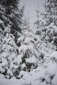 圣诞常青松树覆盖着新鲜的雪