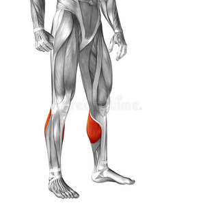 概念三维人前小腿肌肉解剖