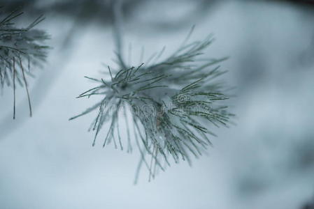 圣诞常青松树覆盖着新鲜的雪