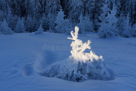 雪中冷杉