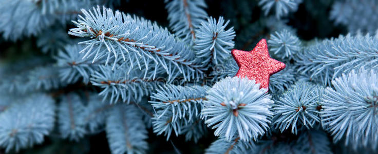 蓝色松枝和红色圣诞星。