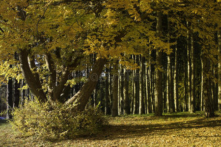 森林树木自然秋木背景