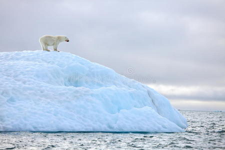 冰山上的北极熊