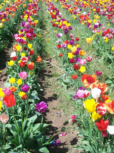 节日 花园 紫色 春天 开花 植物 灌木 野花 花瓣 草地