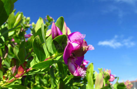 园艺 开花 美丽的 植物学 花束 领域 盛开 颜色 花园