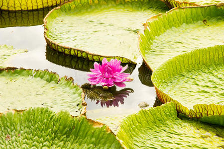 巴巴库维多利亚莲花照片