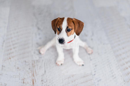 有趣的小狗杰克罗素猎犬坐在地板上的分裂