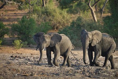 大象非洲龙桥，在博茨瓦纳的Chobe国家公园