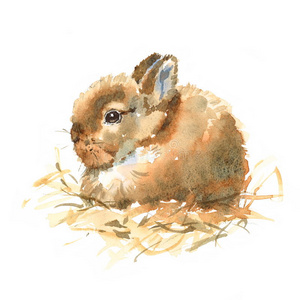 小兔子水彩动物插图手绘照片