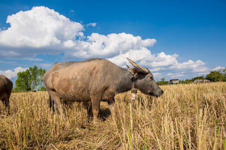 公牛 卡拉宝 奶牛 哺乳动物 农业 农场 站立 植物 亚洲