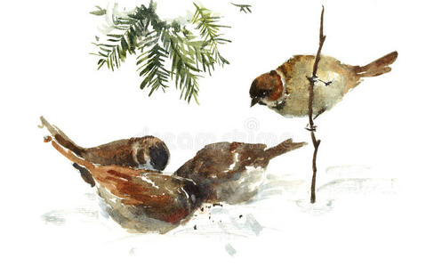 美丽的 冷杉 绘画 冬天 啄食 插图 饲养员 自然 麻雀