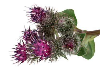拉帕 草药 救济 菊科 盛开 紫色 自然 粉红色 草本植物