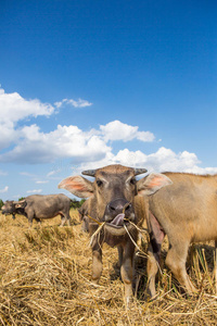 动物群 培养 食物 农民 风景 农业 喇叭 站立 文化 重的