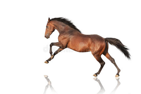 马跳跃图片