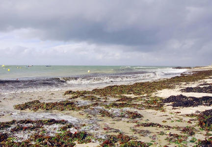 法国海岸，海滩上有狂野的海浪和海藻