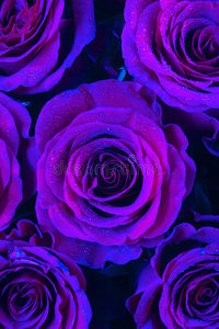 紫色玫瑰的特写束美丽的玫瑰与情人节上粉红色织物上紫色背景特写女孩