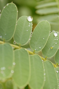 露水滴在植物上水滴在叶子上