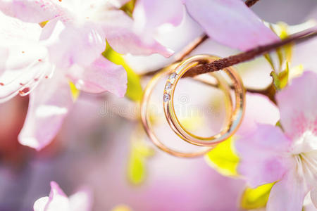 特写镜头 激情 玫瑰 庆祝 礼物 婚礼 订婚 粉红色 戒指