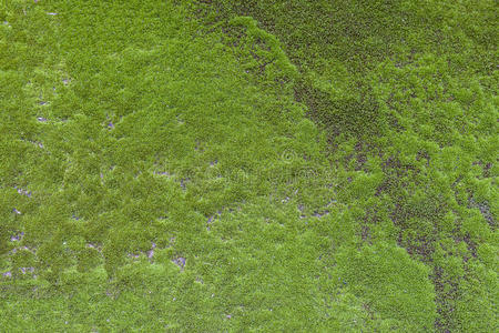 地毯上的苔藓图片-地毯上的苔藓素材-地毯上的苔藓插画-摄图新视界