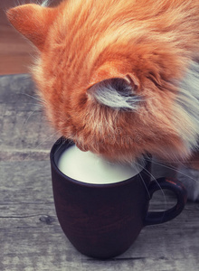 姜猫从杯子里喝牛奶