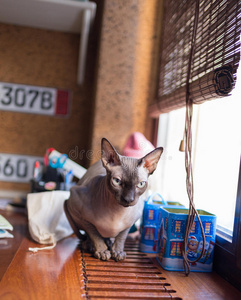 加拿大斯芬克斯猫