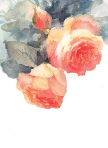 自然 卡片 毛茛 花的 水彩 粉红色 花束 婚礼 邀请 绘画