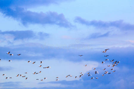 一群鸟在蓝天上带着云
