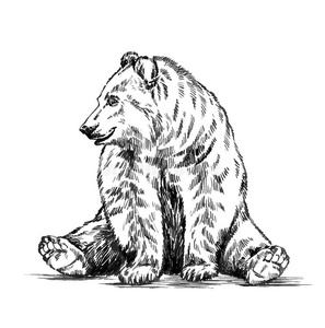 黑白雕刻分离矢量熊照片