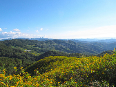 植物 领域 花的 自然 太阳 日出 草地 风景 露营 天空