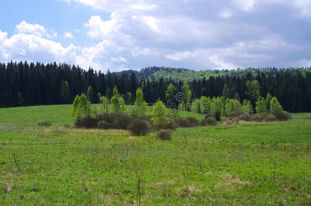 公园 森林 季节 农业 植物 春天 环境 牧场 乡村 场景